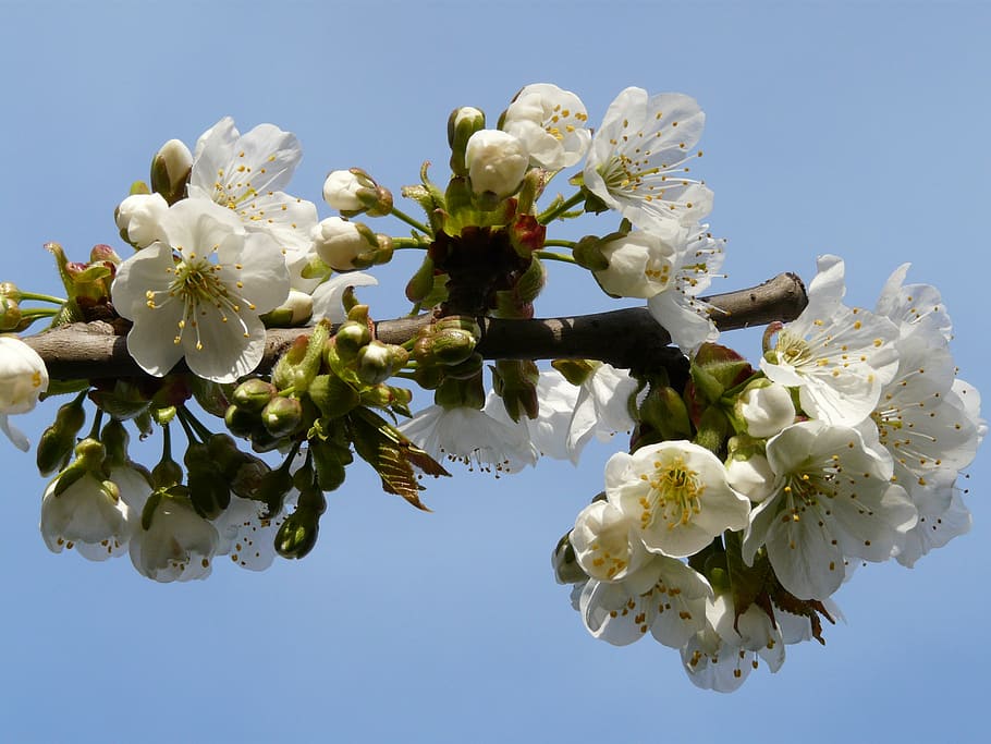 spring, flowers, the buds, bloom, apple, joy, plant, flowering plant HD wallpaper