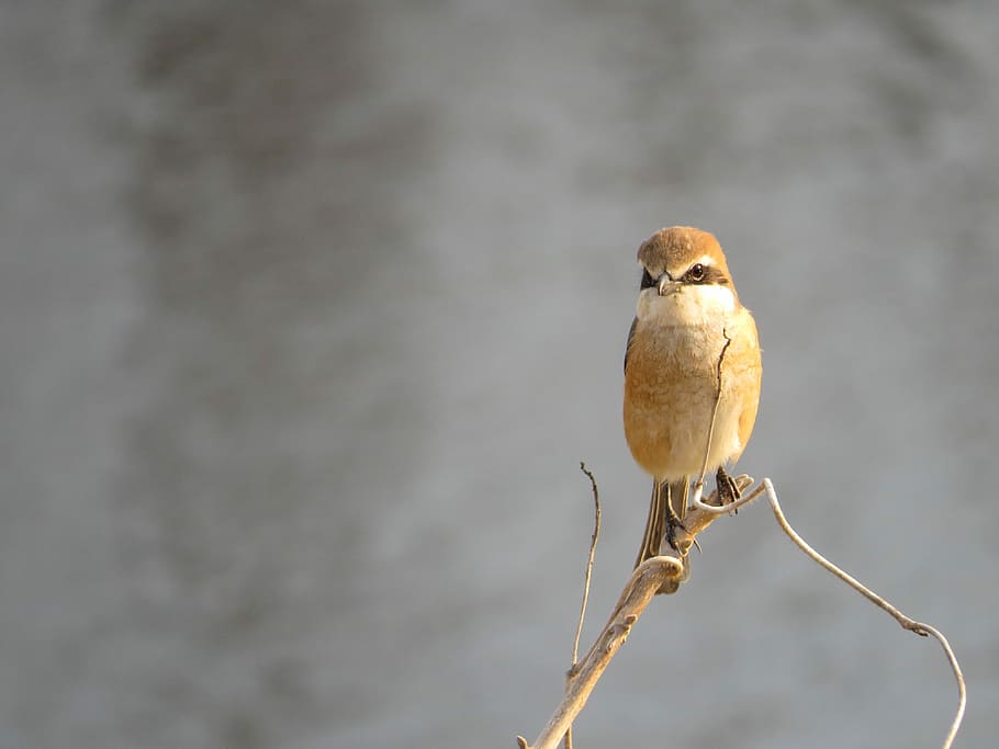 brown bird on brown twigs in closeup phtography, brown bird hanging on tree, HD wallpaper