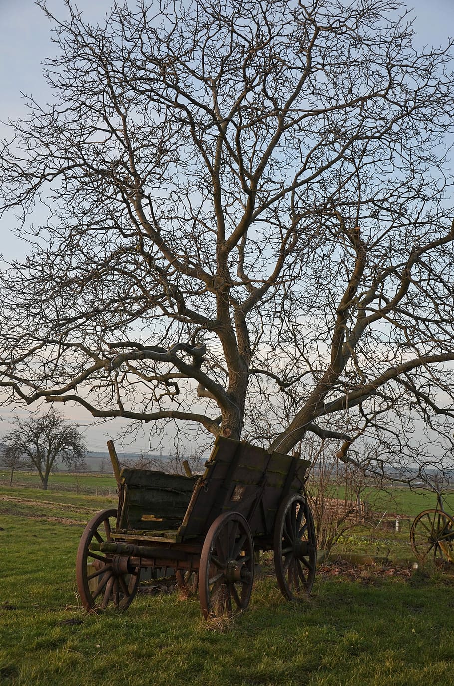 Tree, Wheels, Forest, Idyll, car age, outdoor, nature, old HD wallpaper