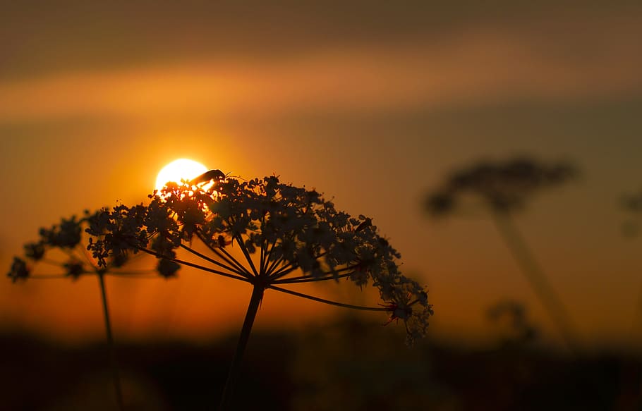 silhouette photo of flower under sunset, silhouette of dandelion HD wallpaper