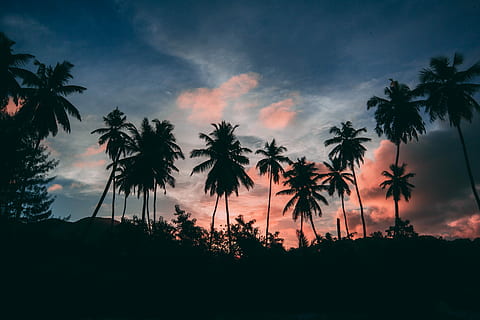 silhouette of trees under sky, silhouette photography of coconut tree field HD wallpaper