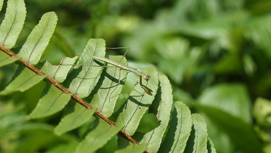 quentin chong, mantis, green, leaf, nature, plant, green Color HD wallpaper