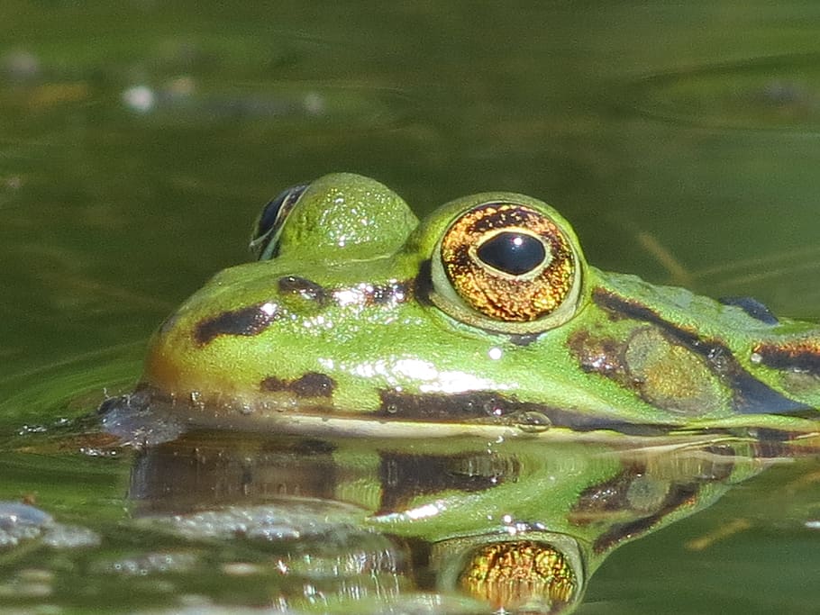 frog, watch, water, animals in the wild, animal themes, lake HD wallpaper