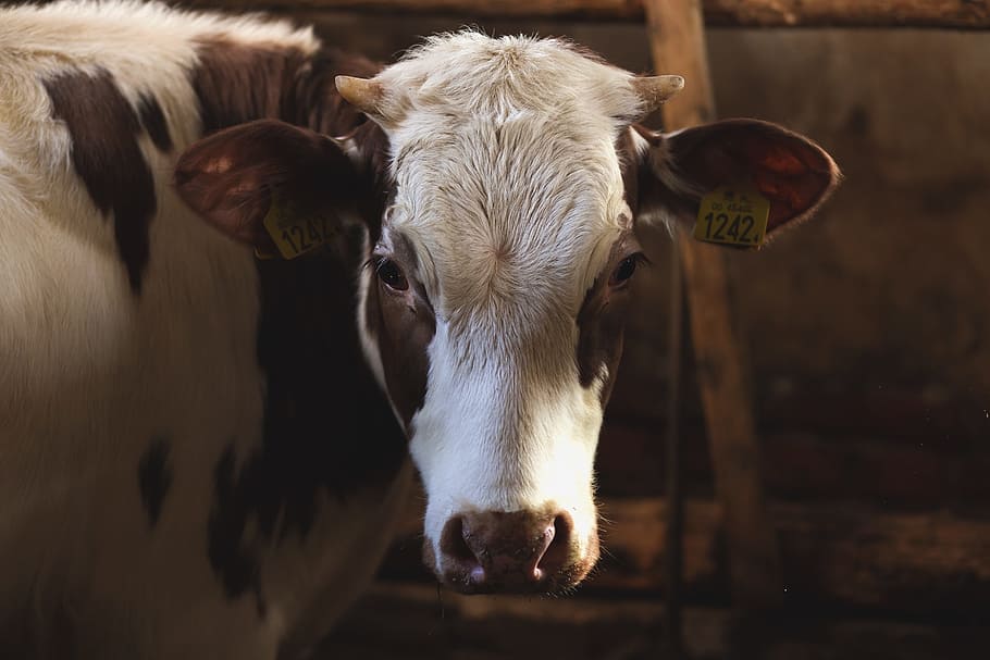 white and brown cattle, animals, close up, cow, cowshed, dairy HD wallpaper