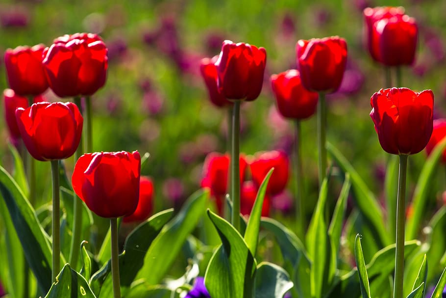 tulips, spring, light, colorful, red, flowers, plant, flowering plant HD wallpaper