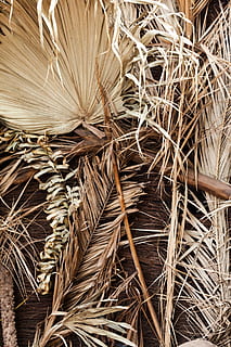 tropical, texture, nature, leaf, palm, pattern, old, natural HD wallpaper