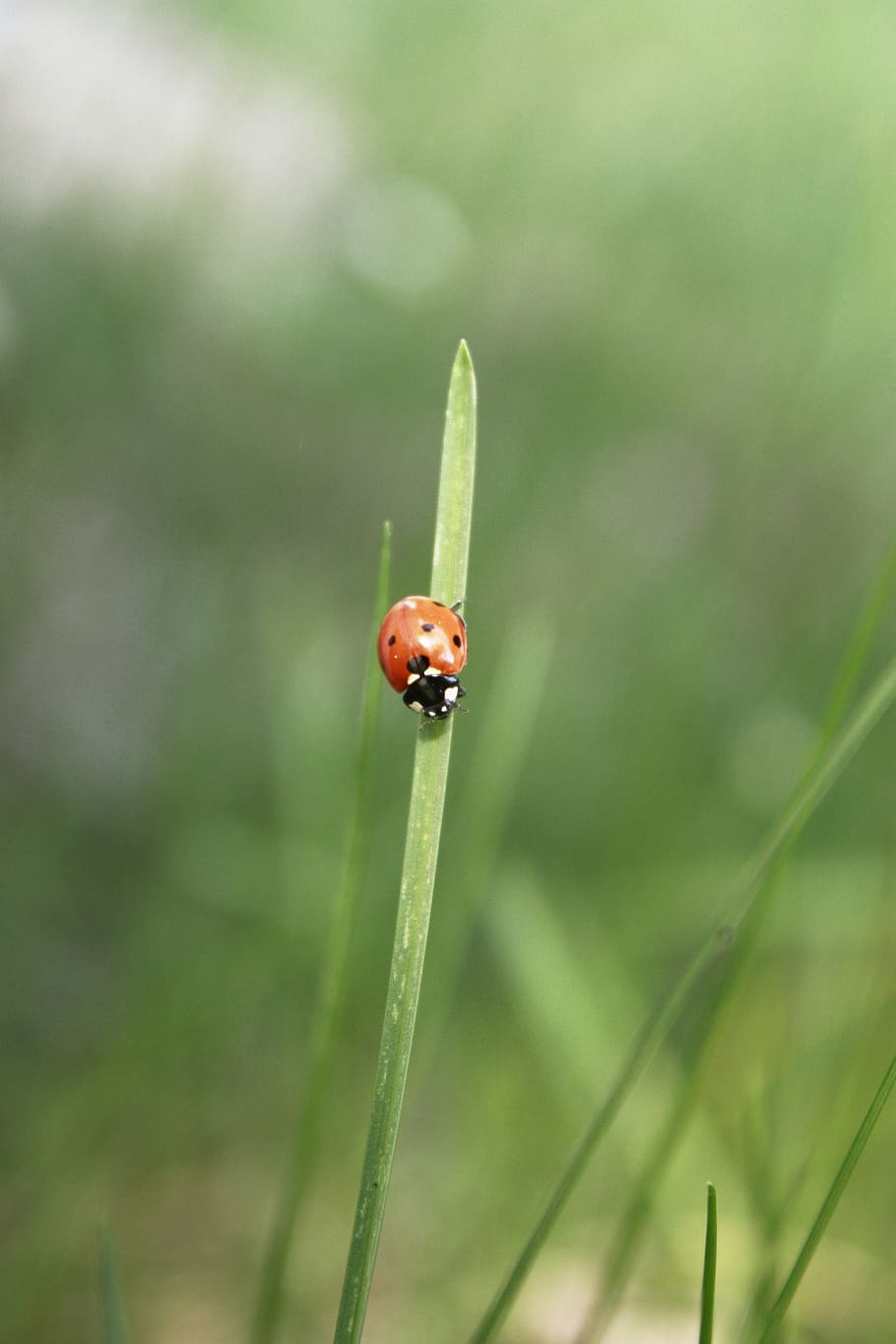 ladybug, insect, the beetle, grass, the details of the, insects HD wallpaper