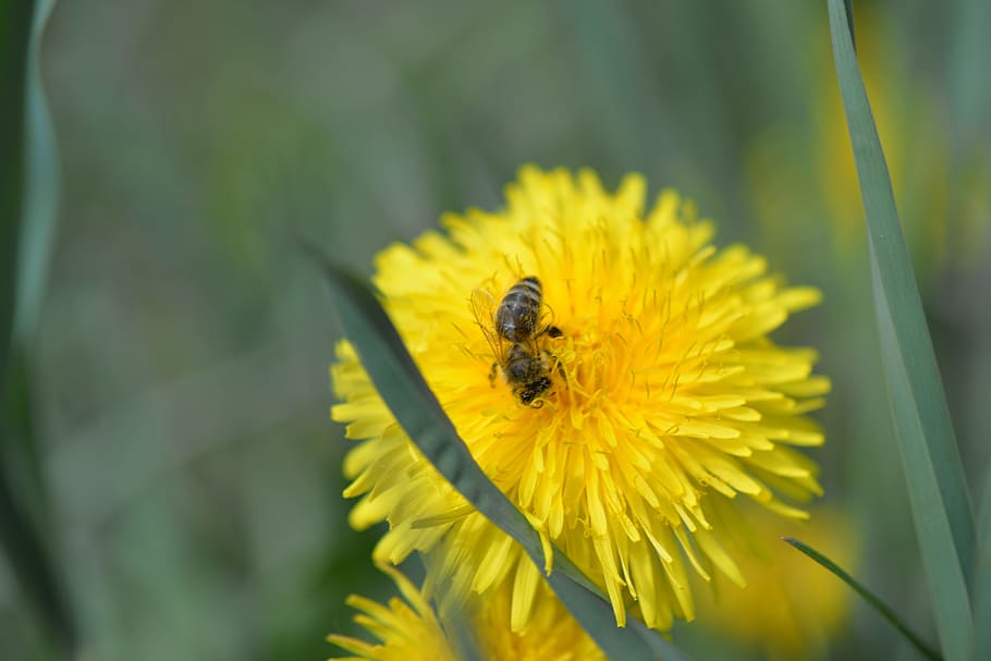 Bee, Blossom, Bloom, Dandelion, Pollen, sprinkle, insect, flower HD wallpaper