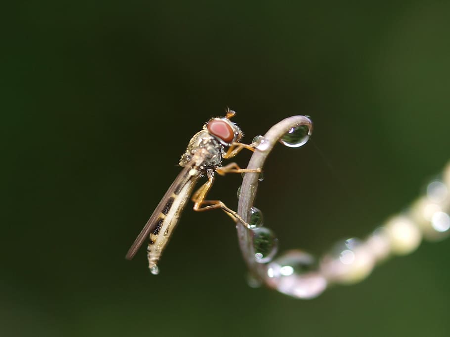 fly, insect, nature, animal themes, invertebrate, animals in the wild HD wallpaper