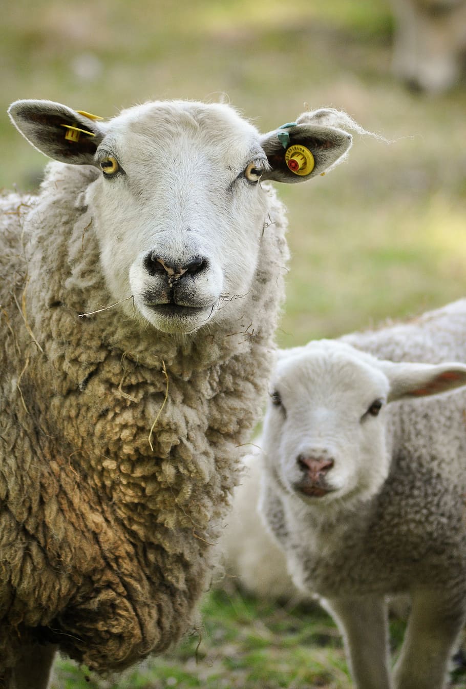 sheep, mammal, lamb, animal, wool, nature, flock, pasture, agriculture, HD wallpaper