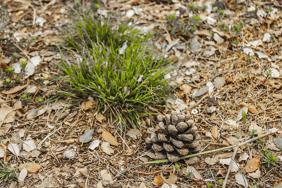Pineapple, Pine Nuts, Fruit, pine fruit, day, nature, outdoors HD wallpaper