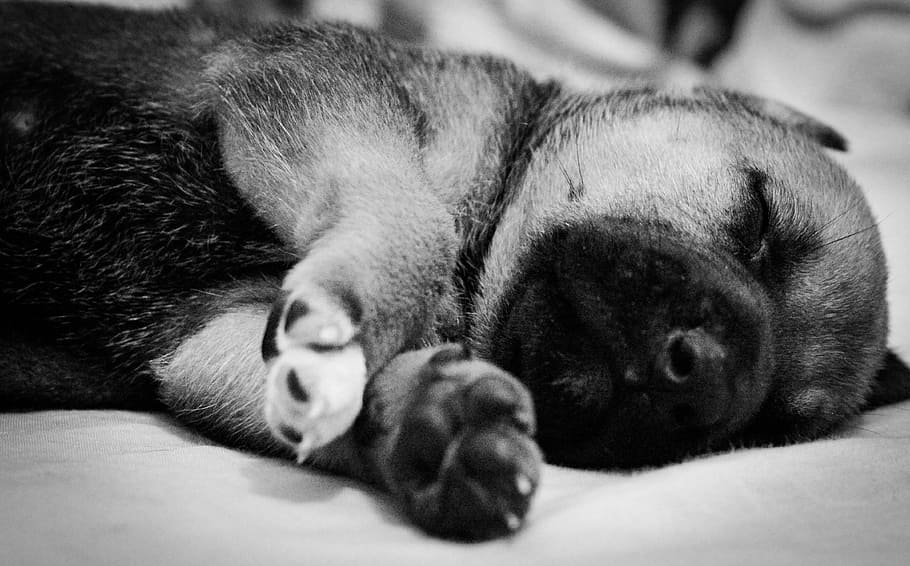 Puppy, Sleeping, pets, dog, one animal, domestic animals, animal themes HD wallpaper