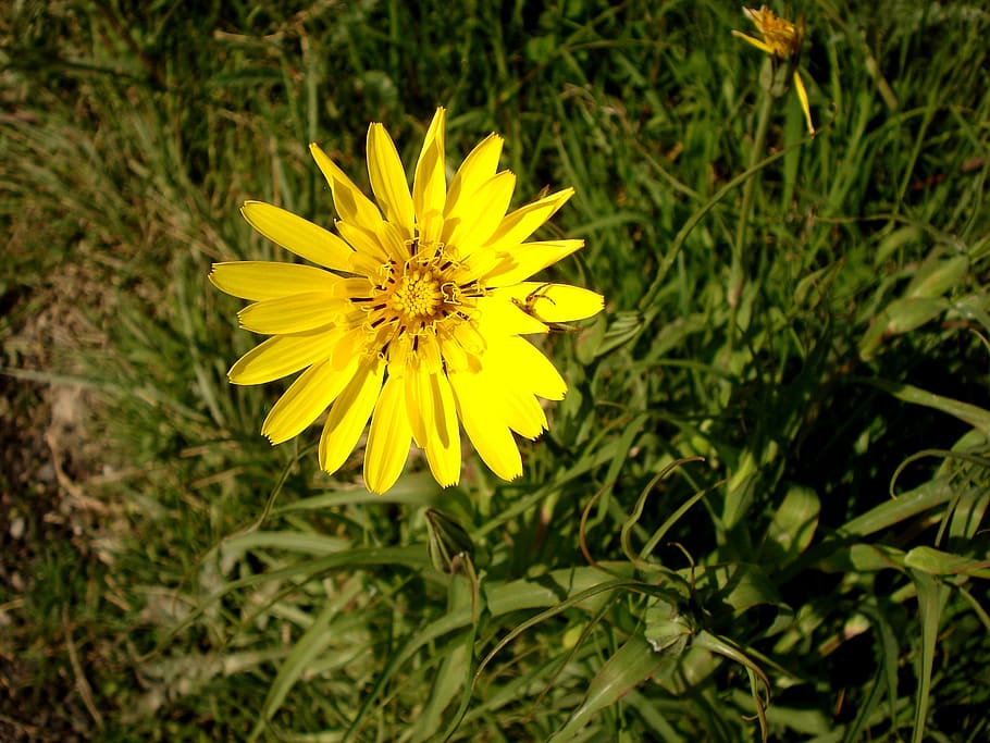 yellow flowers, nature, spring, flowering plant, freshness HD wallpaper