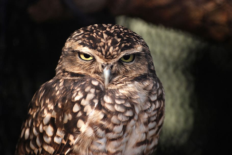 brown owl, Nocturnal, Bird, Wildlife, owlet, fauna, predator HD wallpaper