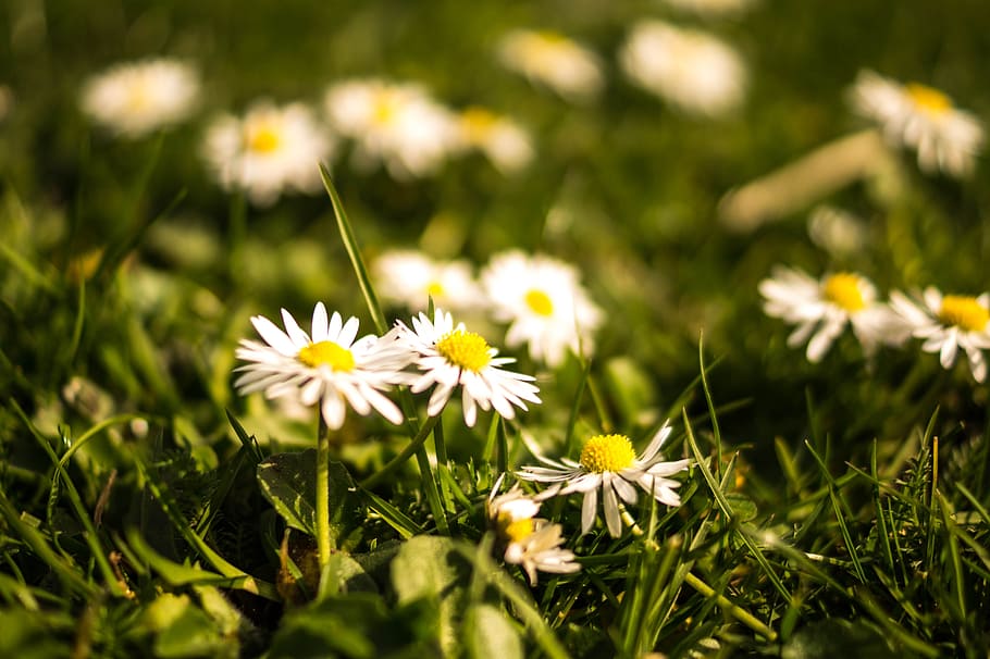 daisies, spring, meadow, summer, nature, flower, green, plant HD wallpaper