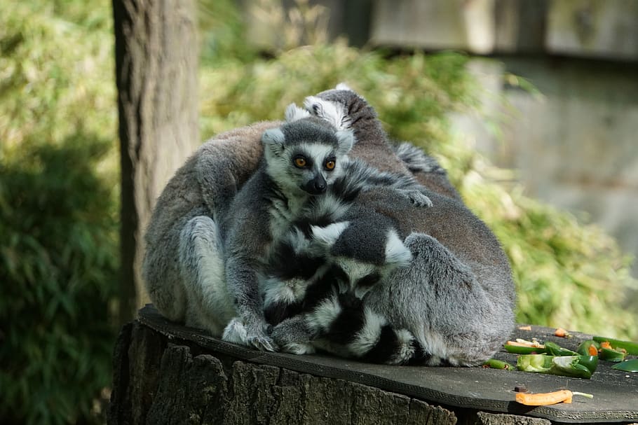 Nature zoo. Зоопарк Бали лемуры. Лемуры в зоопарке на природе. Лемур любовь. Брачный сезон лемуров катта.