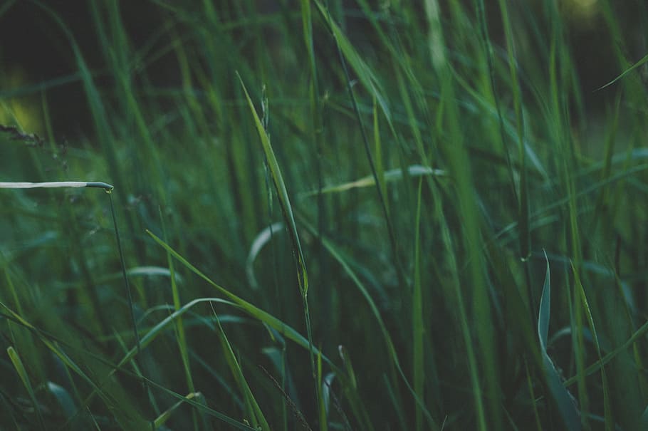 Green Grass, environment, field, growth, outdoors, plant, green color HD wallpaper