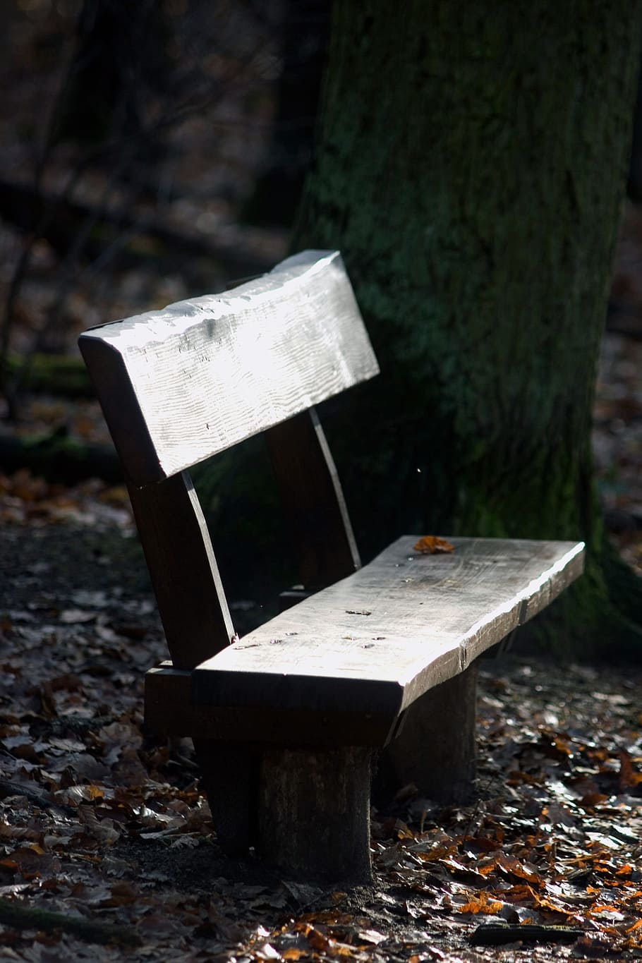 bank, forest, light, sunlight, rest area bank, nature, tree HD wallpaper