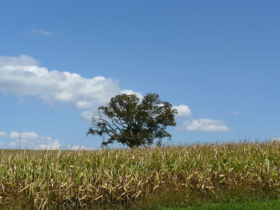tree, lonely, field, summer, landscape, sky, plant, tranquility HD wallpaper