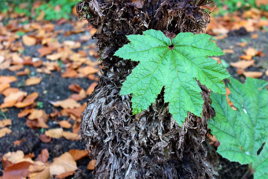 leaf, green, plant, closeup, nature, fresh, plant part, tree trunk HD wallpaper