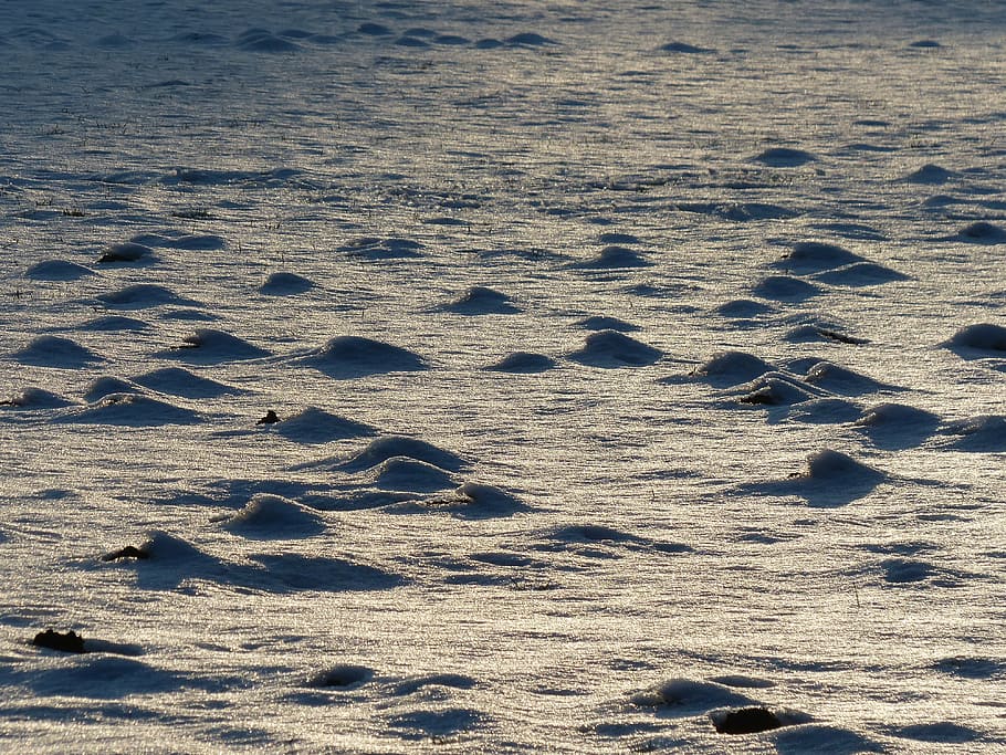 wintry, winter, frozen, molehill, snow, snowy, cold, icy, nature HD wallpaper