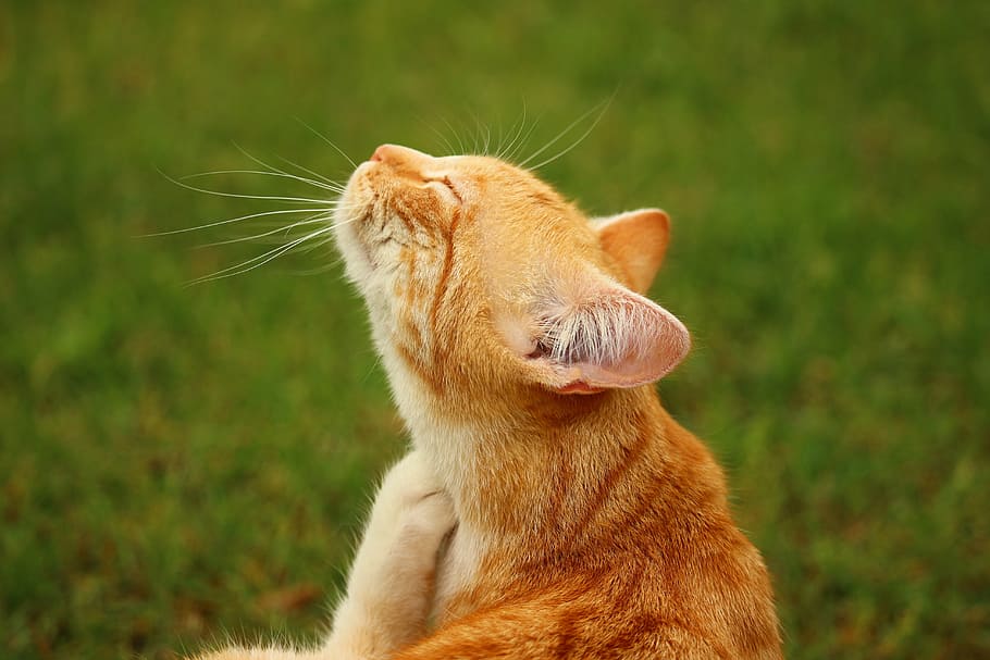 orange tabby cat on green grass, mieze, kitten, red cat, mackerel HD wallpaper