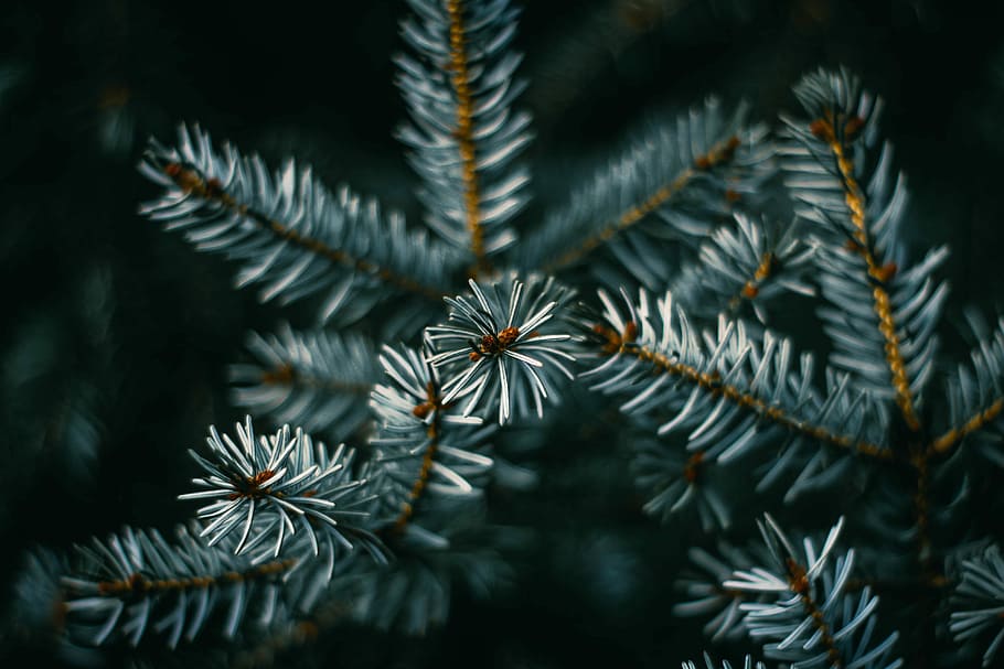 closeup view of tree leaves, focus photography of green plants HD wallpaper
