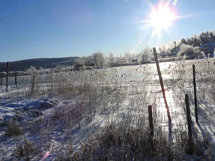 winter, snow, cold, sky, sunlight, cold temperature, plant HD wallpaper
