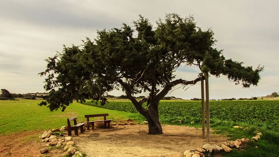 cyprus, cavo greko, tree, lonely, plant, sky, field, landscape HD wallpaper