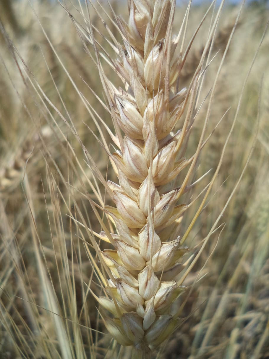 wheat, field, plant, growth, close-up, nature, agriculture HD wallpaper