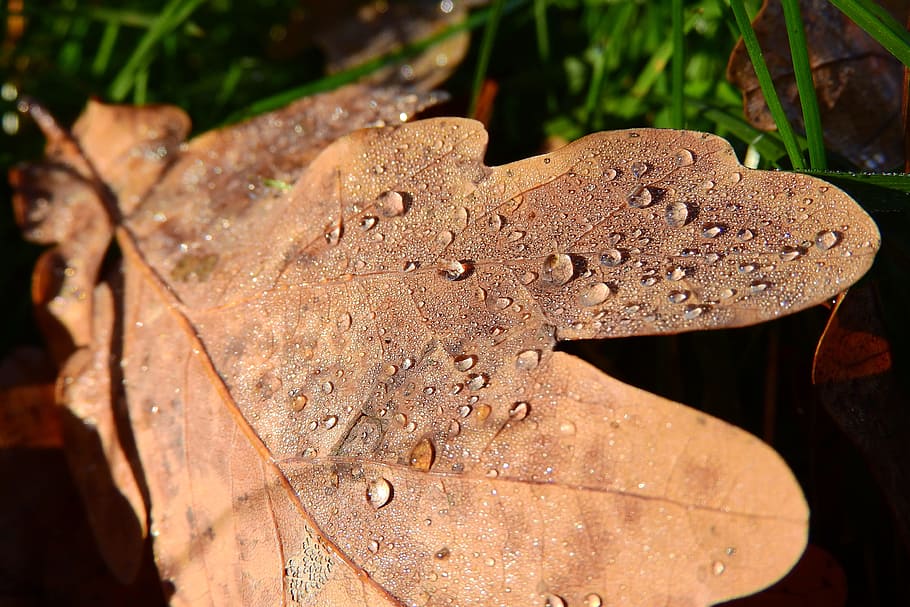 Oak, Leaf, Drops, Dew, oak leaf, drops of water, brown leaves HD wallpaper
