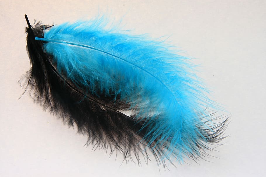Spring, Black, Blue, Colorful, Pair, feather, softness, peacock HD wallpaper