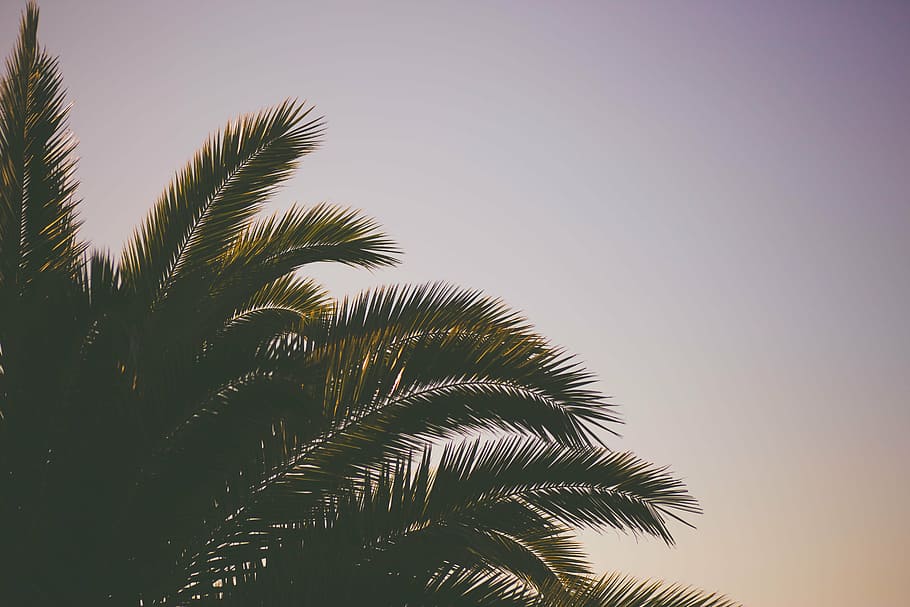 green coconut tree at daytime, leaf, plant, nature, sky, palm Tree HD wallpaper