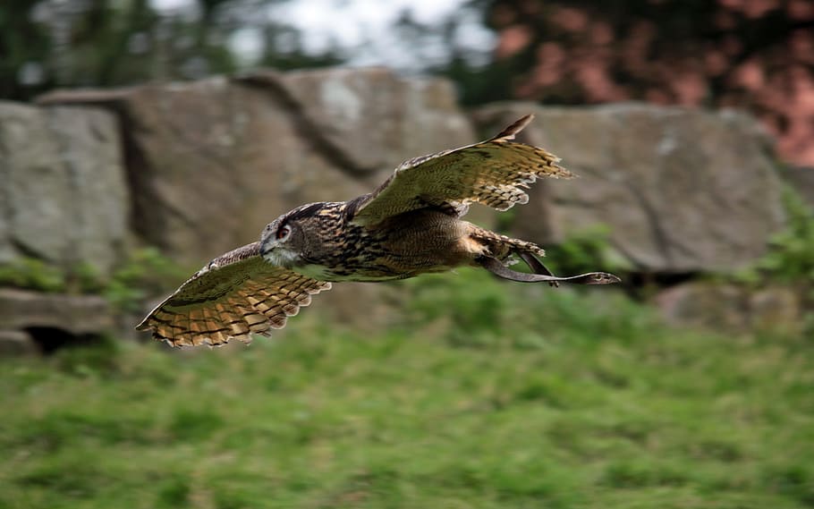 brown bird flying, owl, eagle owl, flight, raptor, animal, bird of Prey HD wallpaper