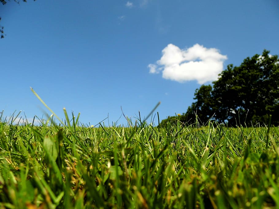 Nature, Grass, Tree, Natural, green, spring, field, season HD wallpaper