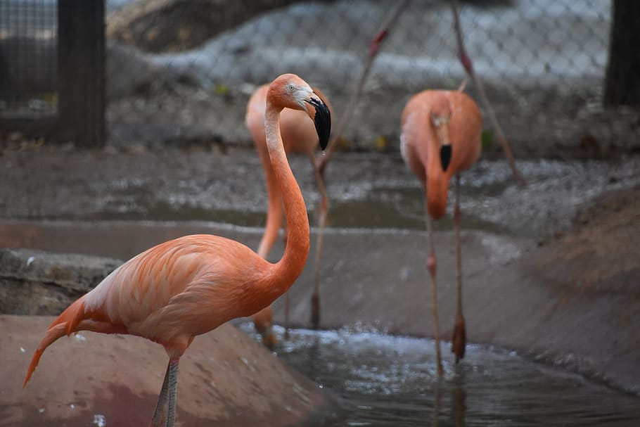 Flamingo, Profile, red, bird, animal, wildlife, nature, zoo HD wallpaper