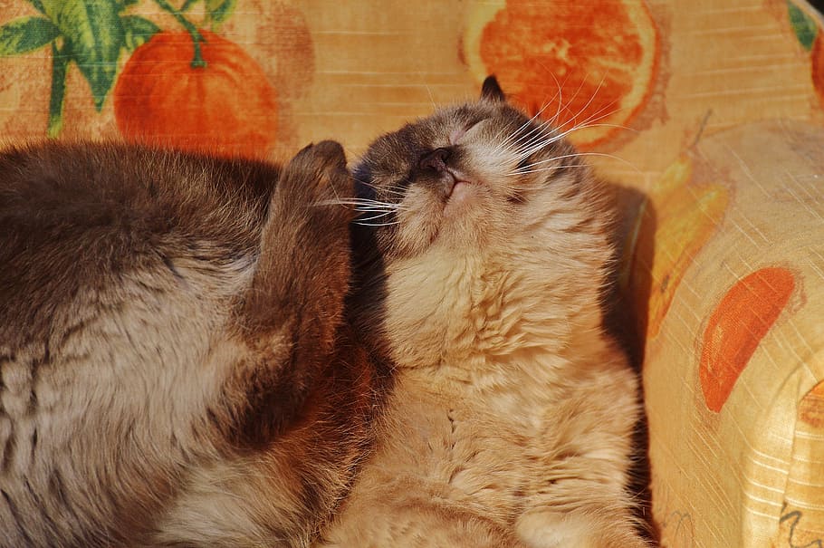 cat, british shorthair, scratch, funny, thoroughbred, fur, brown, HD wallpaper