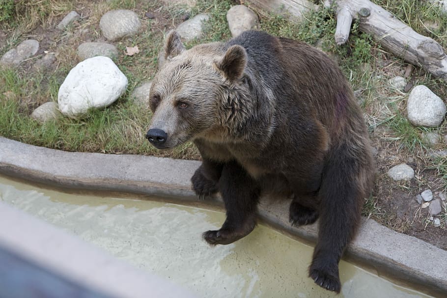 Bear, Brown, Animal, sitting, animal wildlife, one animal, animals in the wild HD wallpaper