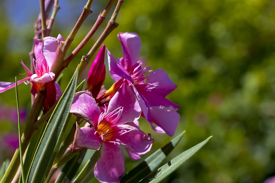flower, nature, plant, spring, garden, summer, plants, summer flower HD wallpaper