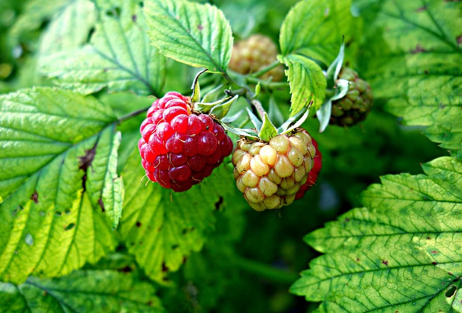 raspberry, fruit, food, fresh, healthy, organic, dessert, ingredient HD wallpaper