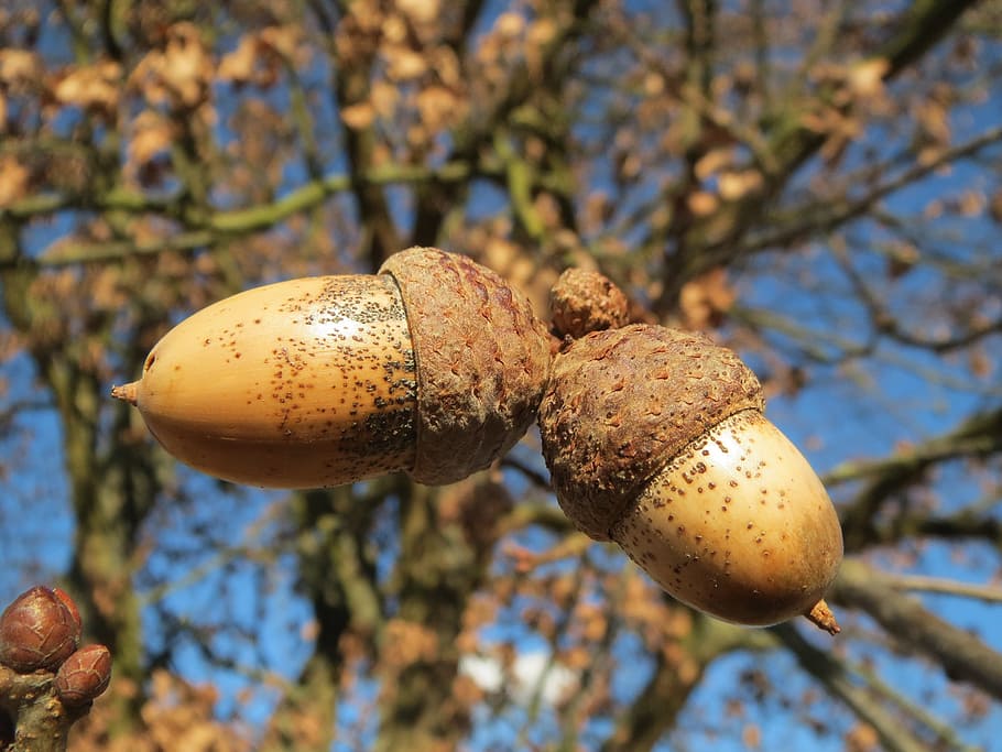 quercus robur, english oak, pedunculate oak, french oak, acorns, HD wallpaper