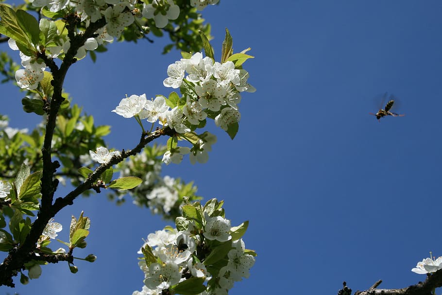 spring pollinators, bees, white, blossom, blue, sky, pollination HD wallpaper