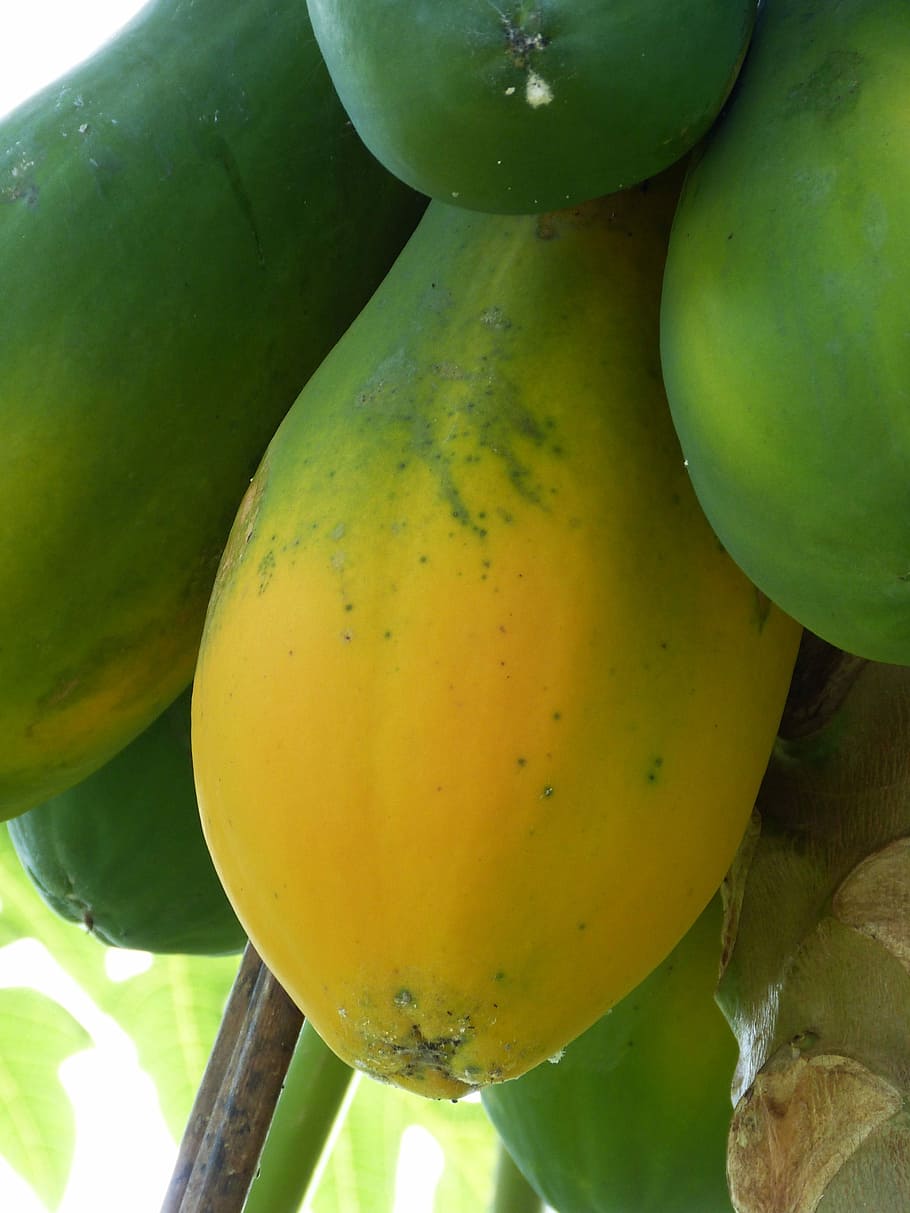 Papaya, Tropical, South America, Tropics, fruit, healthy, vitamins, HD wallpaper