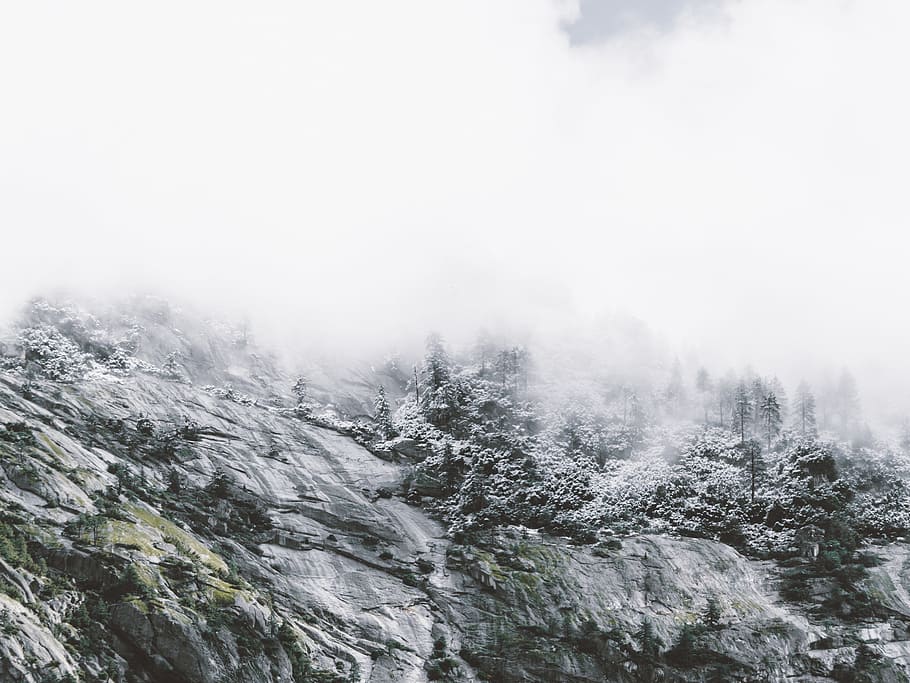 snow covered pine trees, grayscale photo of mountain range during foggy day HD wallpaper