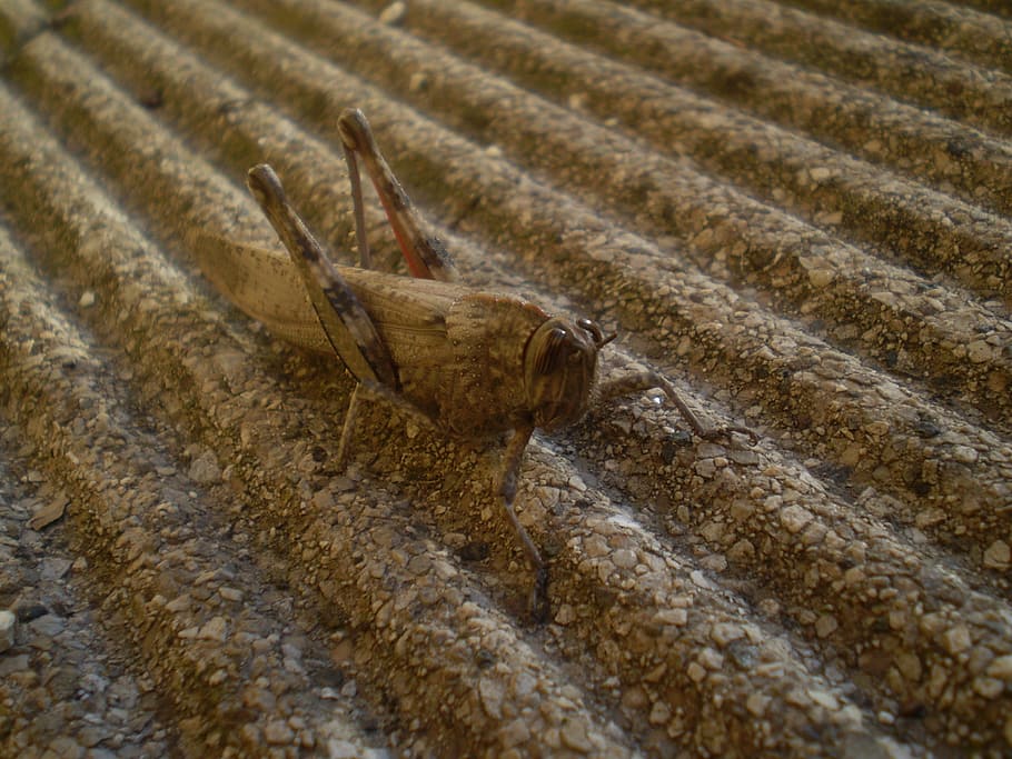 grasshopper, insect, nature, one animal, animal themes, day HD wallpaper