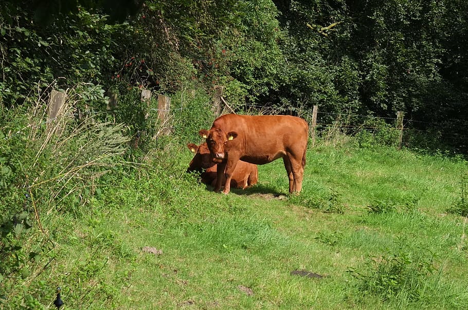 cow, calf, meadow, beef, summer, mammal, animal themes, vertebrate HD wallpaper