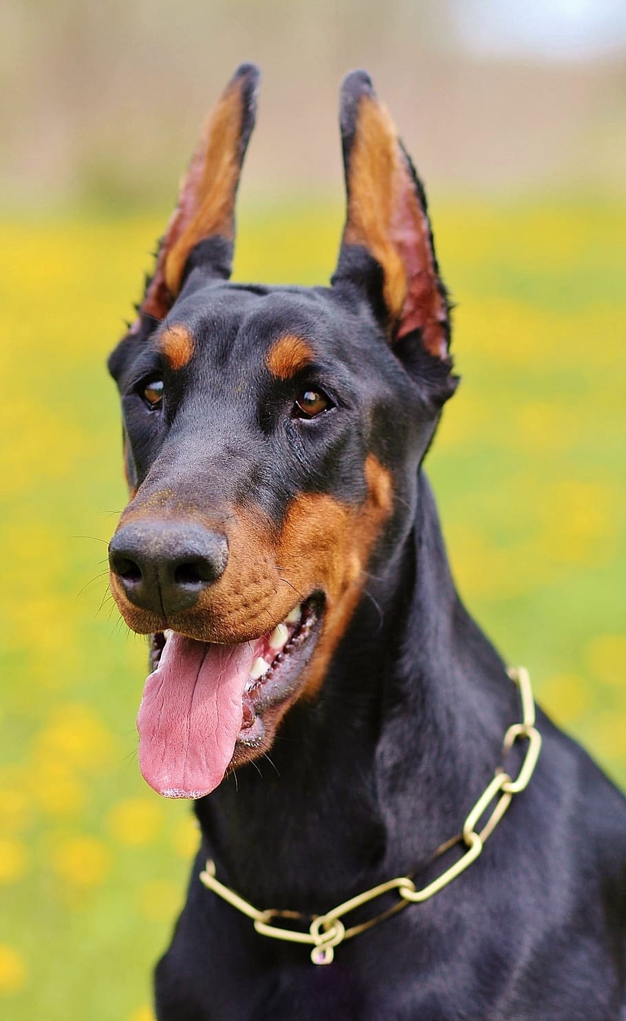 closeup photo of adult brown and black doberman, portrait, dog HD wallpaper