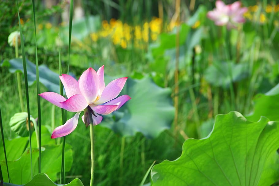 lotus, summer, flower, flowering plant, beauty in nature, freshness HD wallpaper
