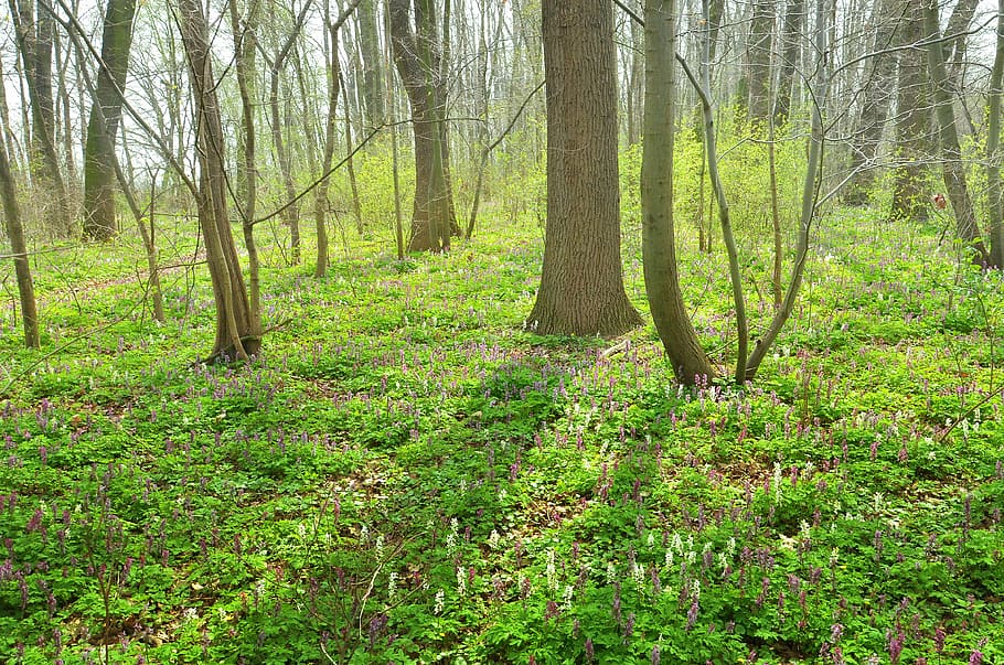 forest, spring, nature, grass, flowers, trees, light, bohemia HD wallpaper