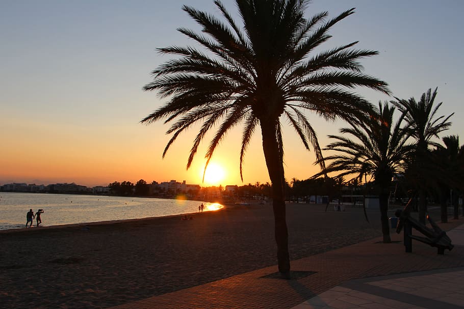 sun, sea, beach, sunset, palm tree, tropical climate, sky, silhouette HD wallpaper